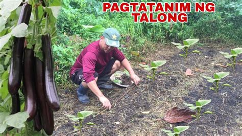 talong xxx|Talong SA Kisame .